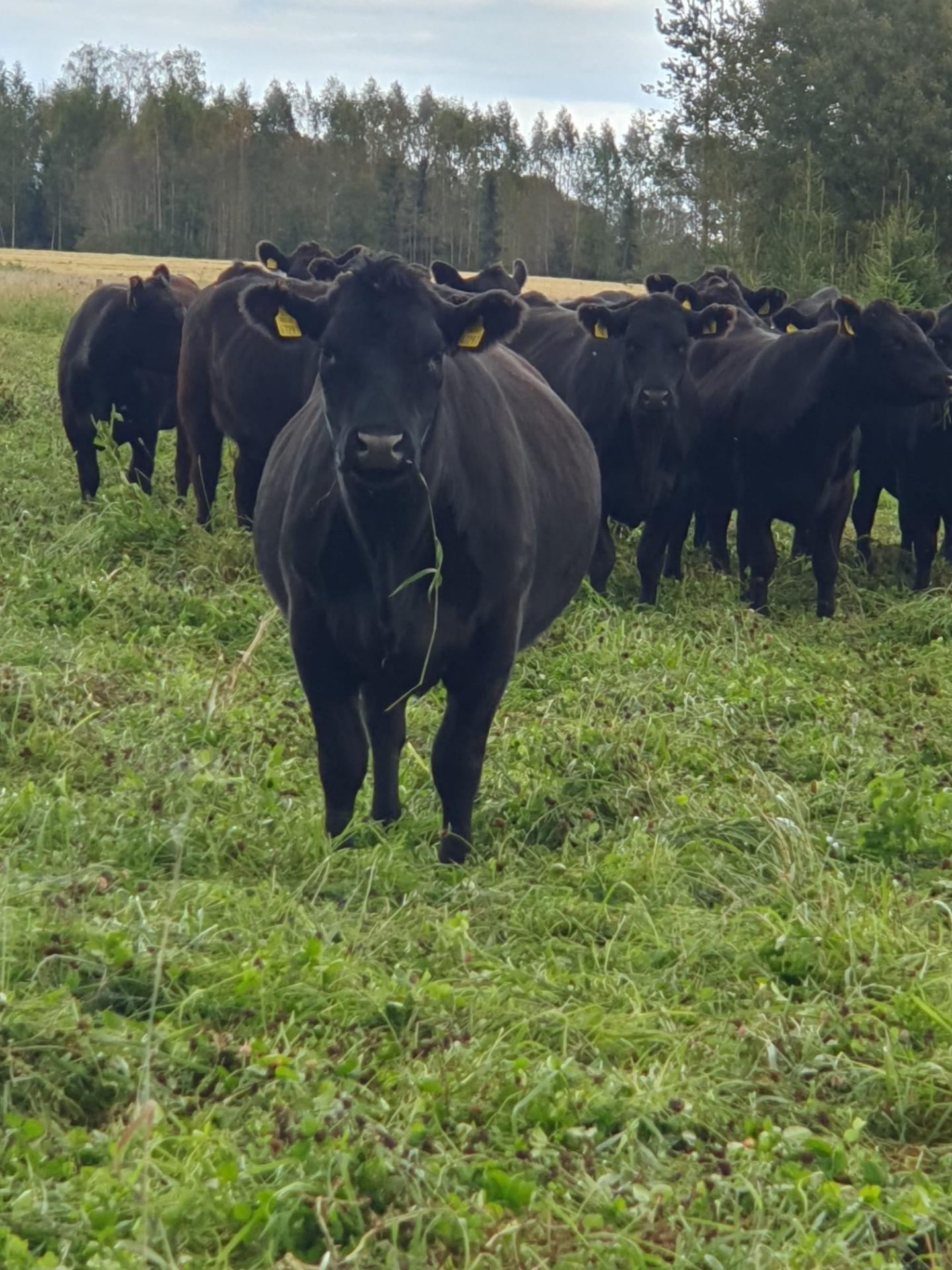 The Aberdeen Angus herd grazing arable land in Liigvalla