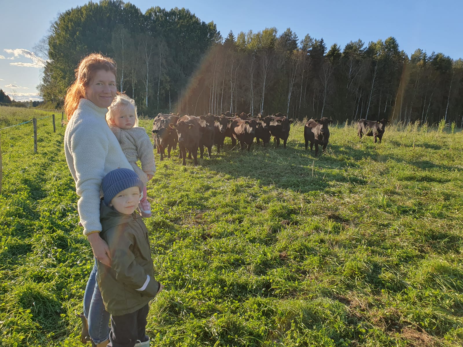 Inger and the kids with the Aberdeen Angus herd at golden hour